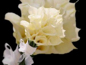 K&H Looming Lillestuudio