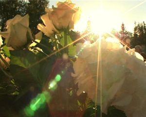 kataloog-momentor-pulmavideo-1649398